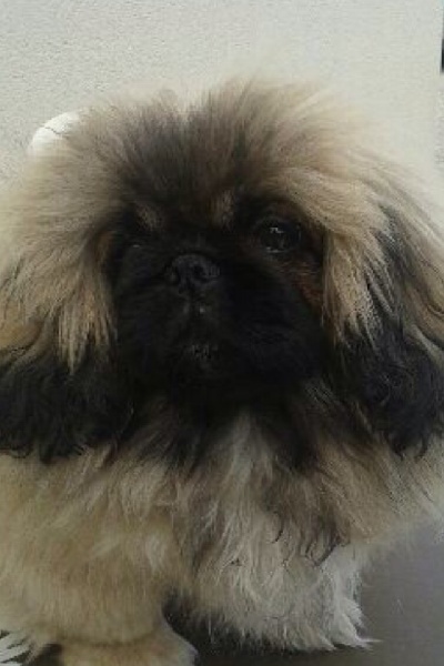 Joachim Des Oeillets De Chine