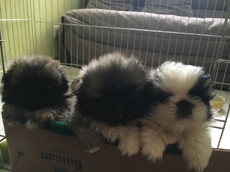 Des Oeillets De Chine - Pekinois - Portée née le 11/07/2016